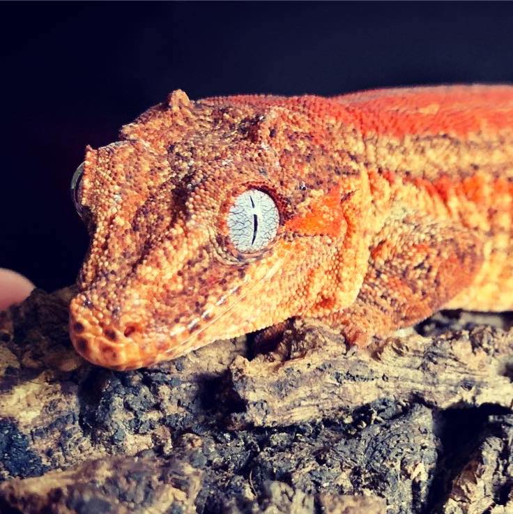 Pascal's Geckos