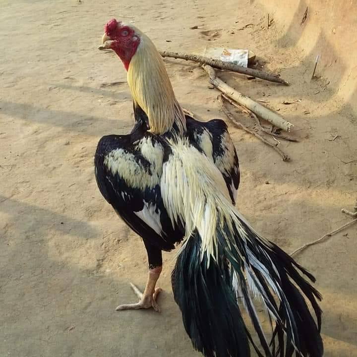 Naatu kollu