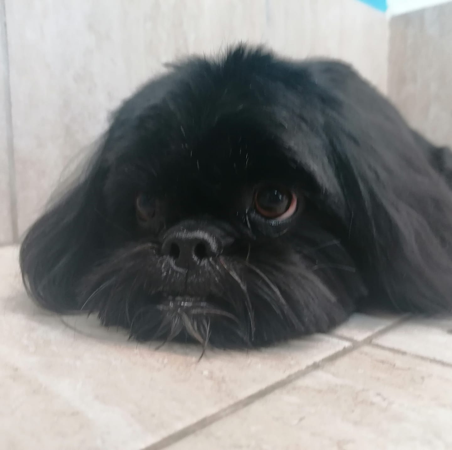 🐾 ️ MALA ŠAPA... - Dog spot 2, Obrt za njegu kućnih ljubimaca | Facebook