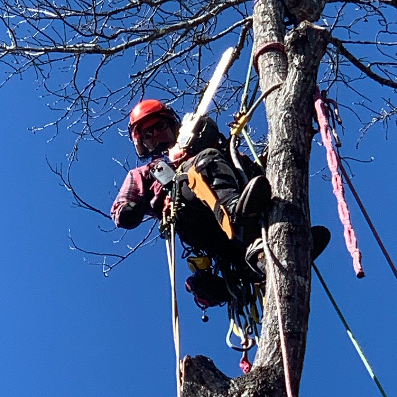 Murphy Miller Tree Service