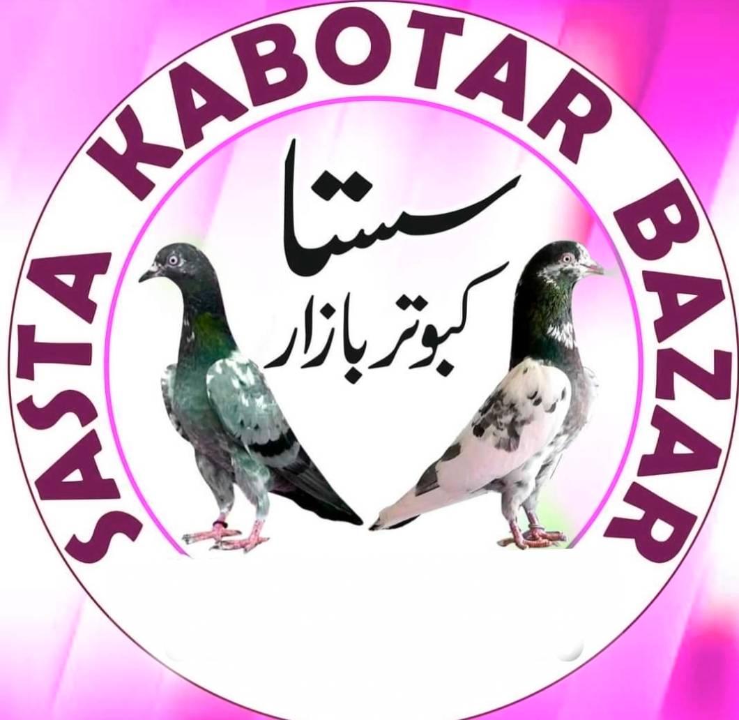 سستا کبوتر بازار
