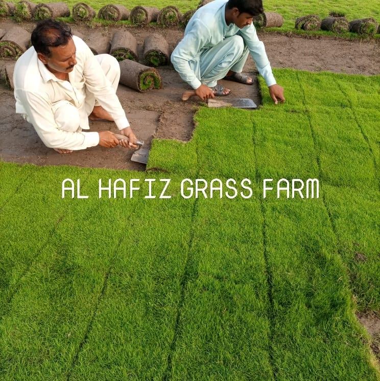 الحافظ گراس فارم