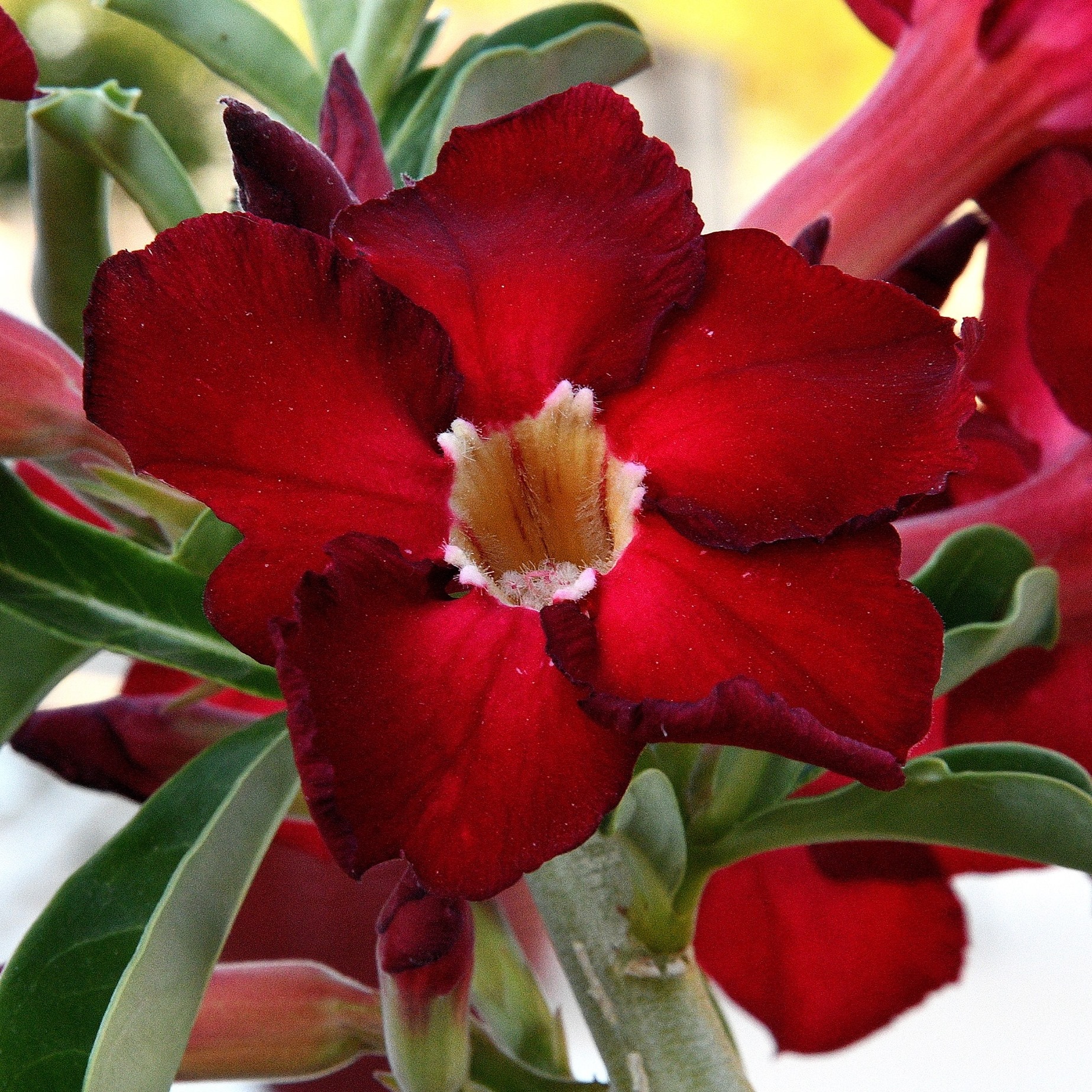 L Adeniums
