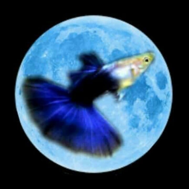 Pampanga Guppy Betta Fish Group | Mabalacat