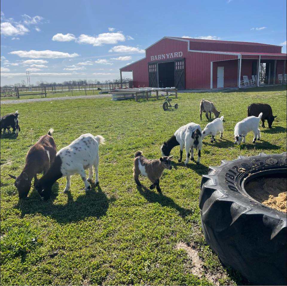 Breezy’s Barnyard Lepanto AR