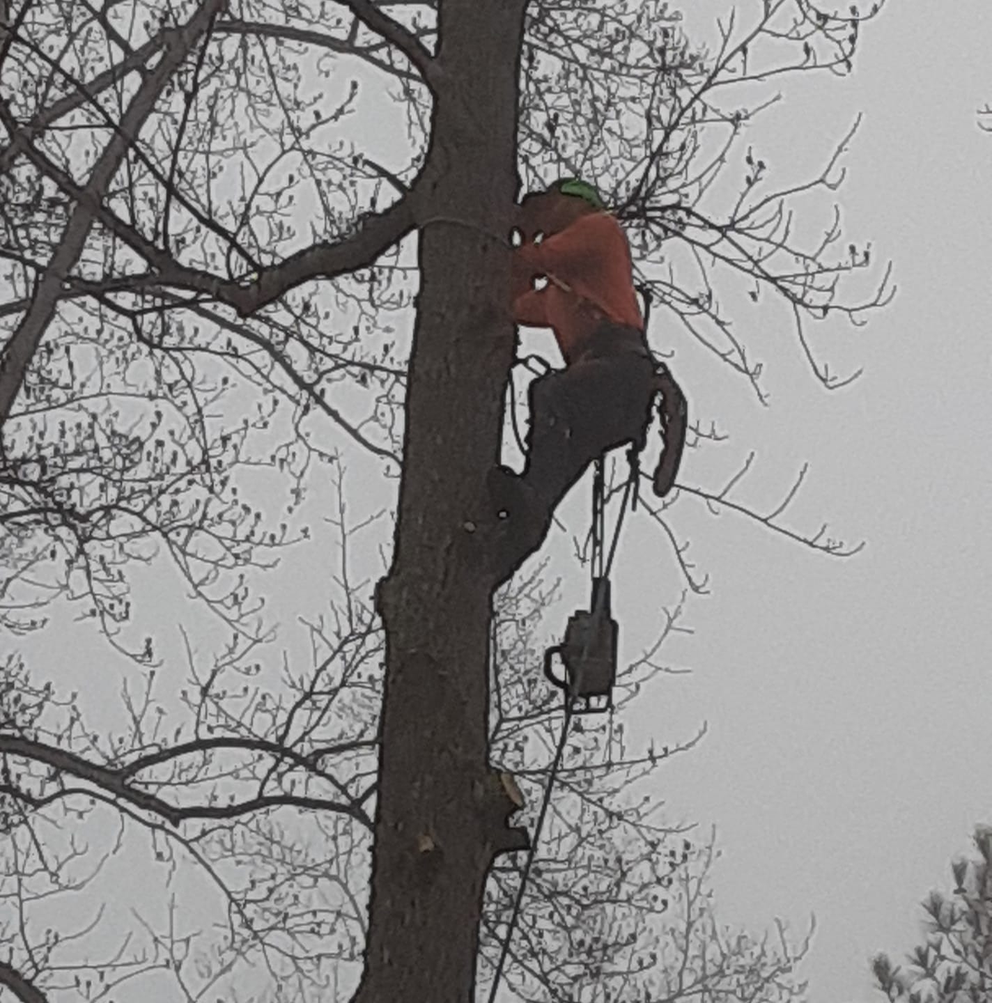 Huber's Tree Service | Fredericksburg VA