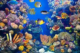 Acquario che passione