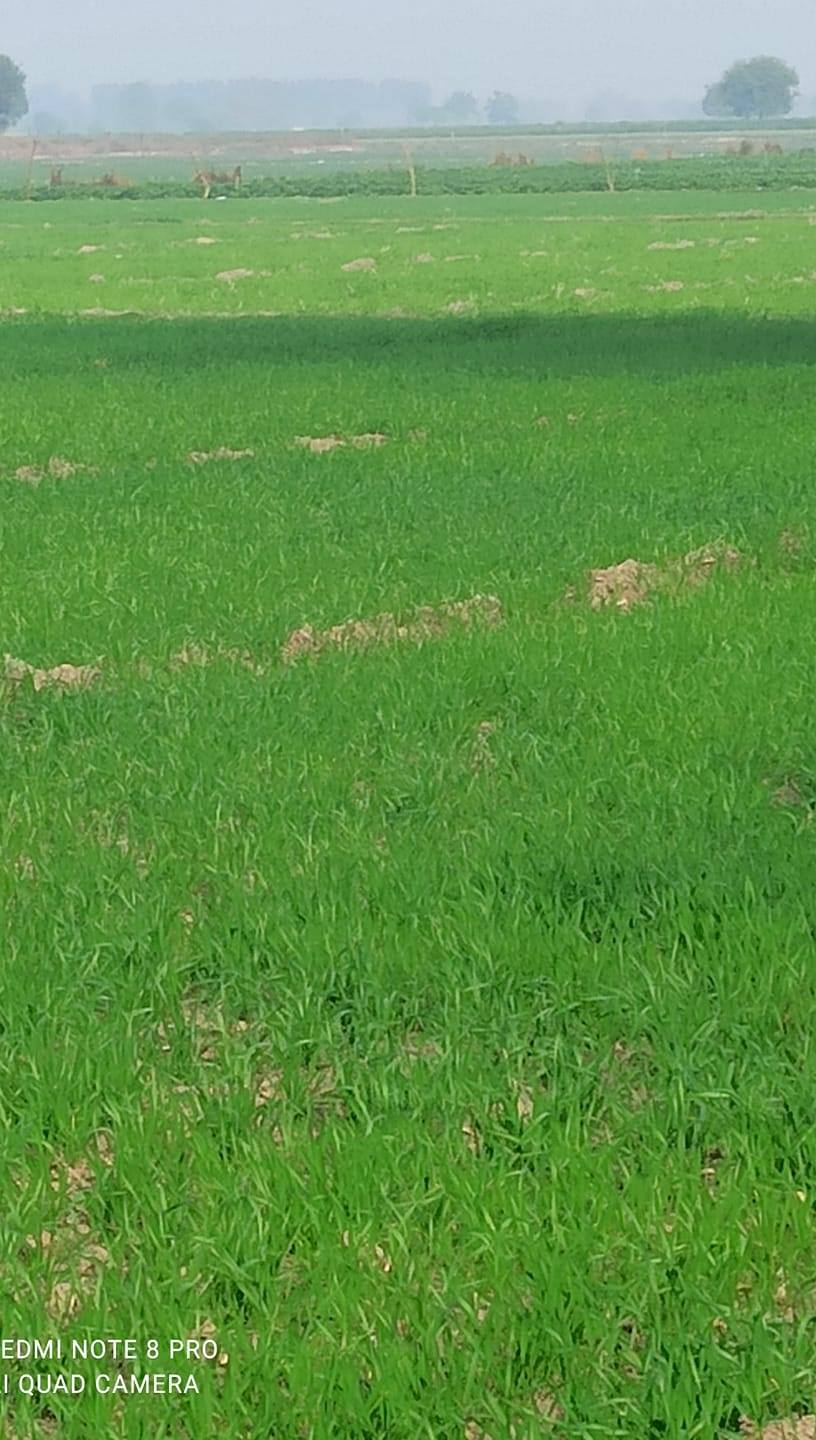 Op Pandey natural agriculture faram rajpur karhal mainpuri | Karhal