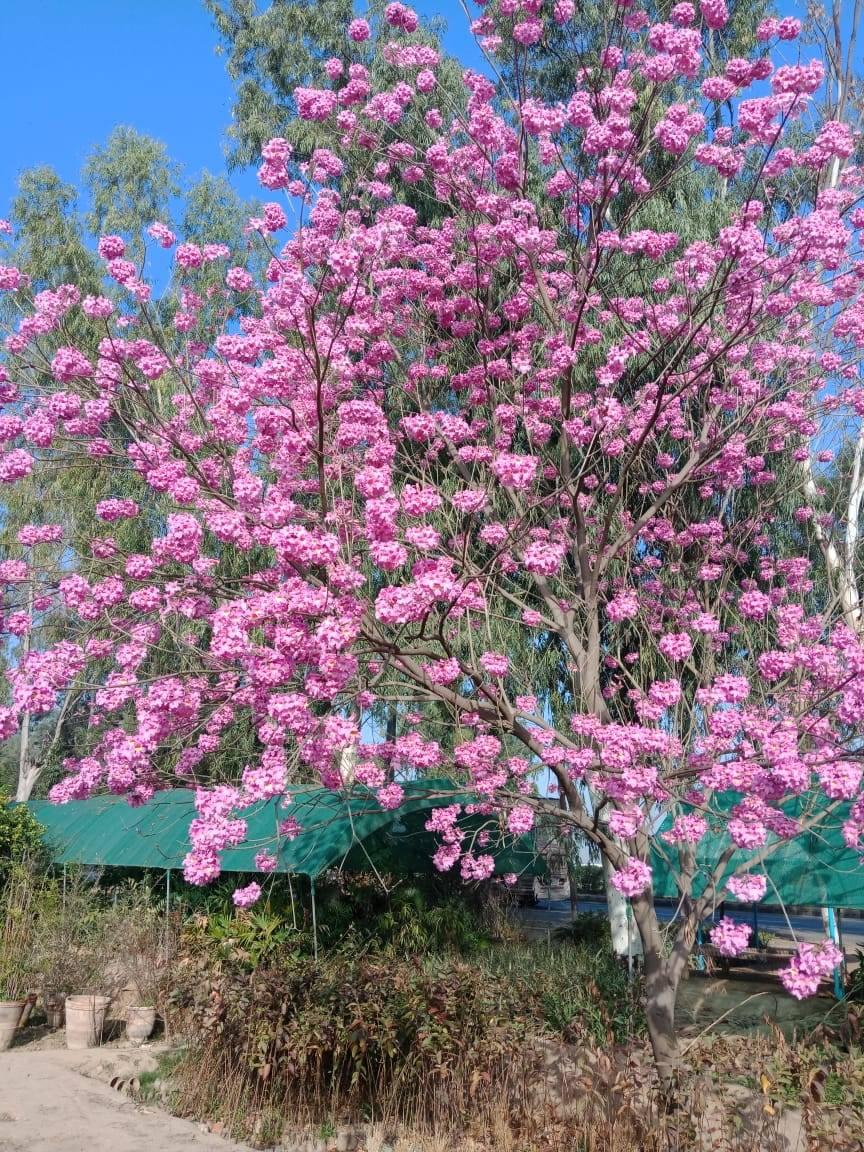Haroon nursery & Landscaping | Pattoki