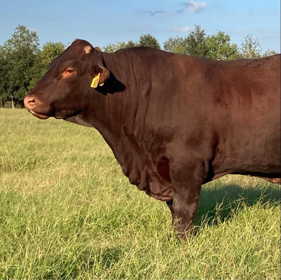 South Texas Heritage Sale | Gonzales TX