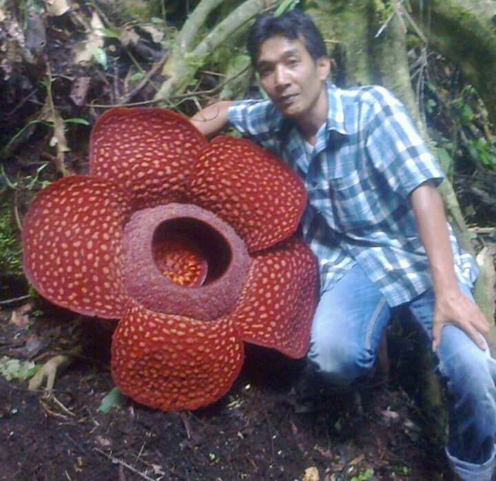 hartono3835