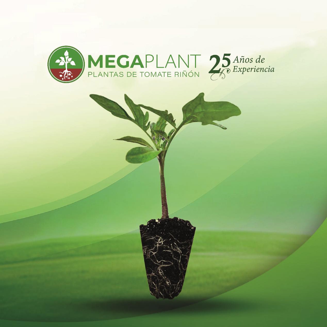 Megaplantec - Conoce la Planta de tomate Riñón⁣⁣ 🍅🍅🌱⁣ ⁣⁣⁣ 🌱Tallo: El ...