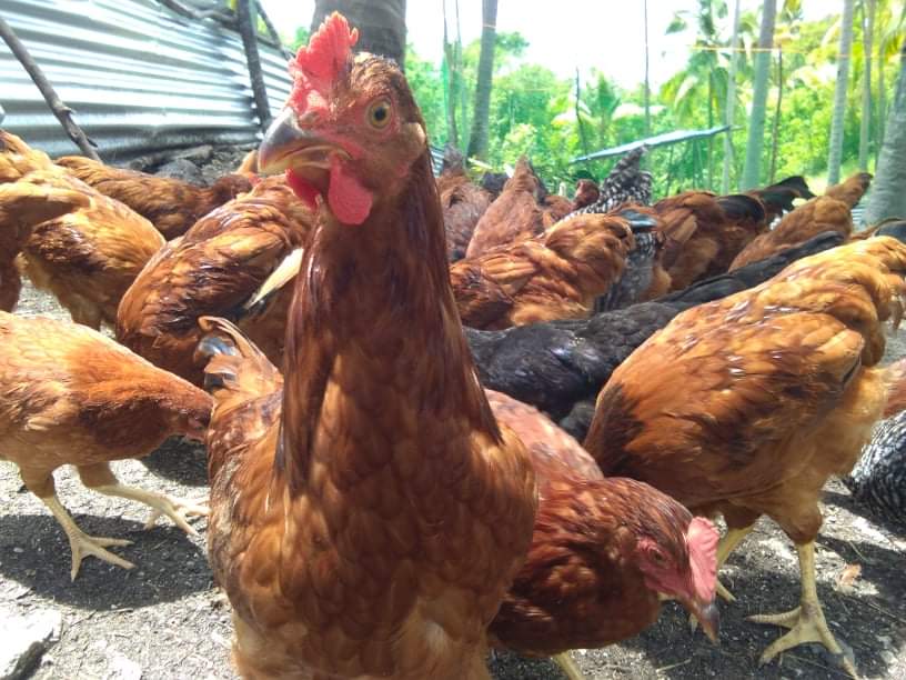 WJA Chicken Ranch