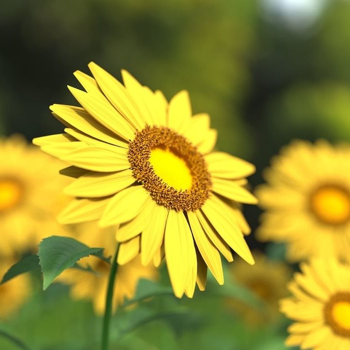 The Amazing Agriculture | Washim