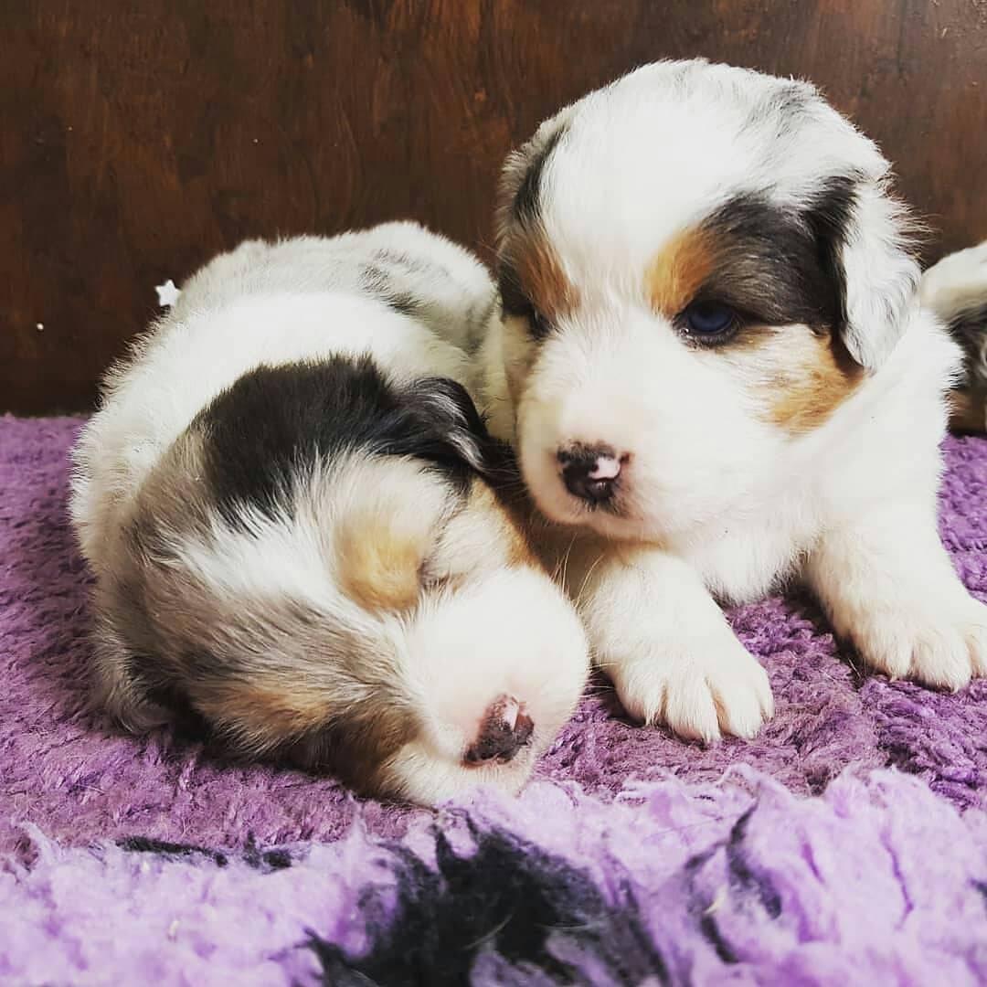 Free Puppies Syracuse Ny