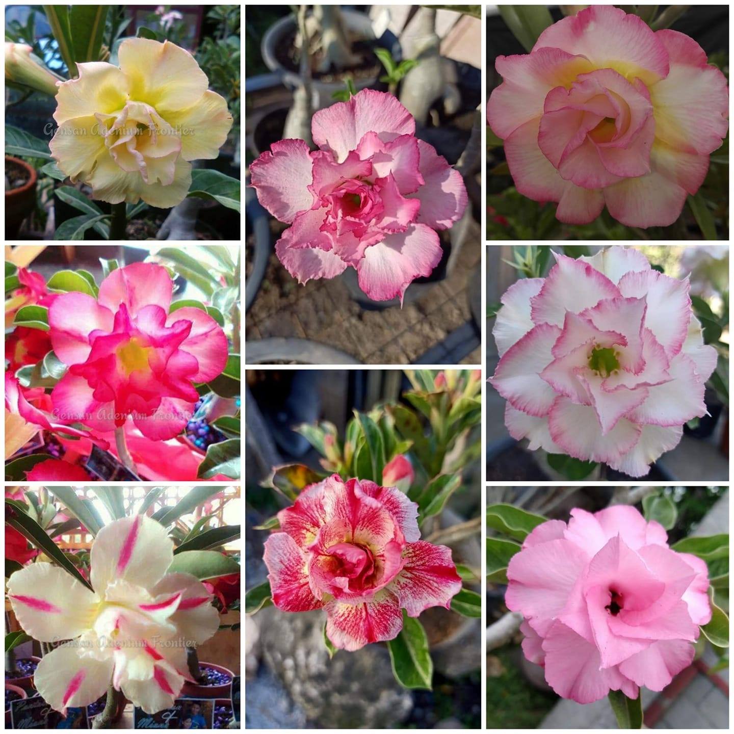GenSan Adenium Frontier - Adenium is commonly called the 