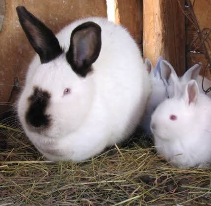 Dagoretti Rabbit Farm | Nairobi