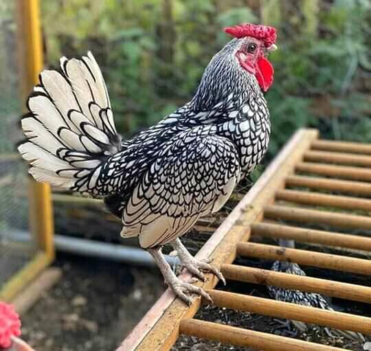 Helping Hand poultry | Jeddah