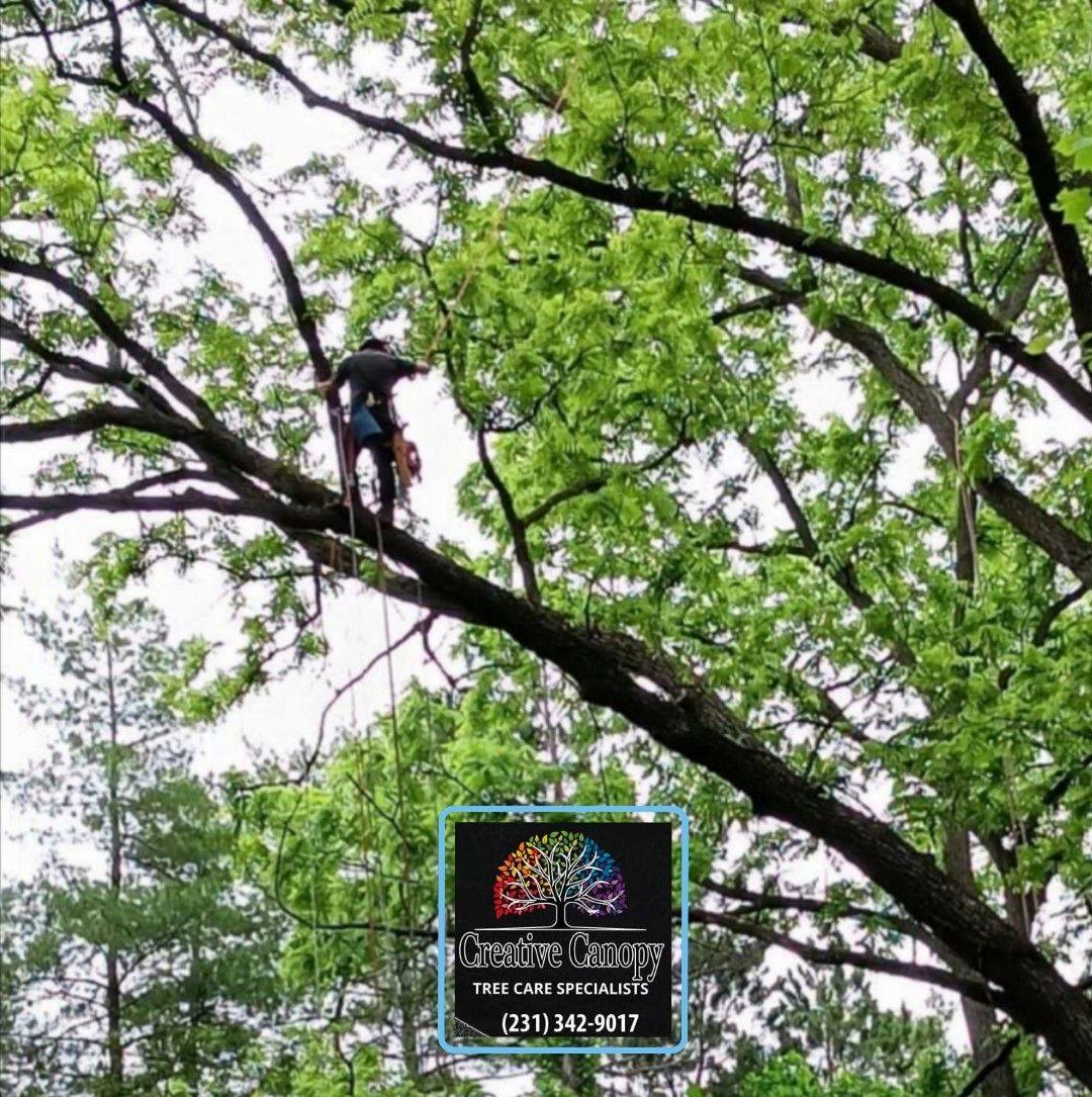 Creative Canopy Tree Care