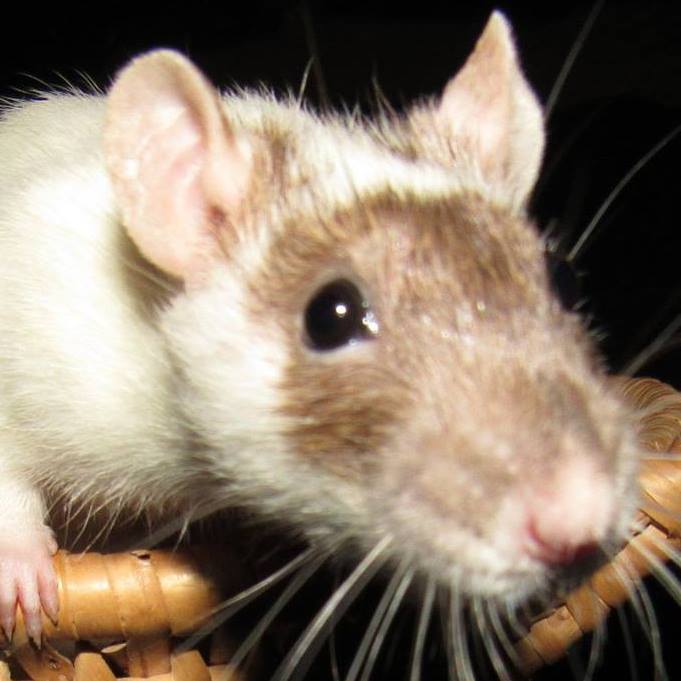 Deltona Rattery - DRAT | Daytona Beach FL