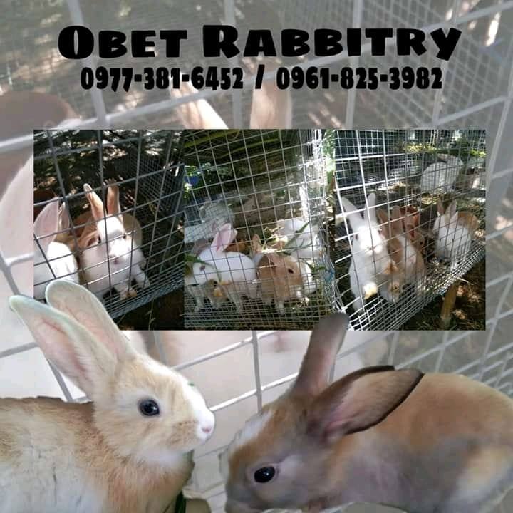 Obet's Rabbitry | San Ildefonso