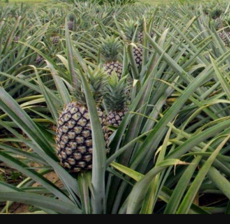 Coopérative Villageoise de Producteurs d' Ananas CVPA Sénamin