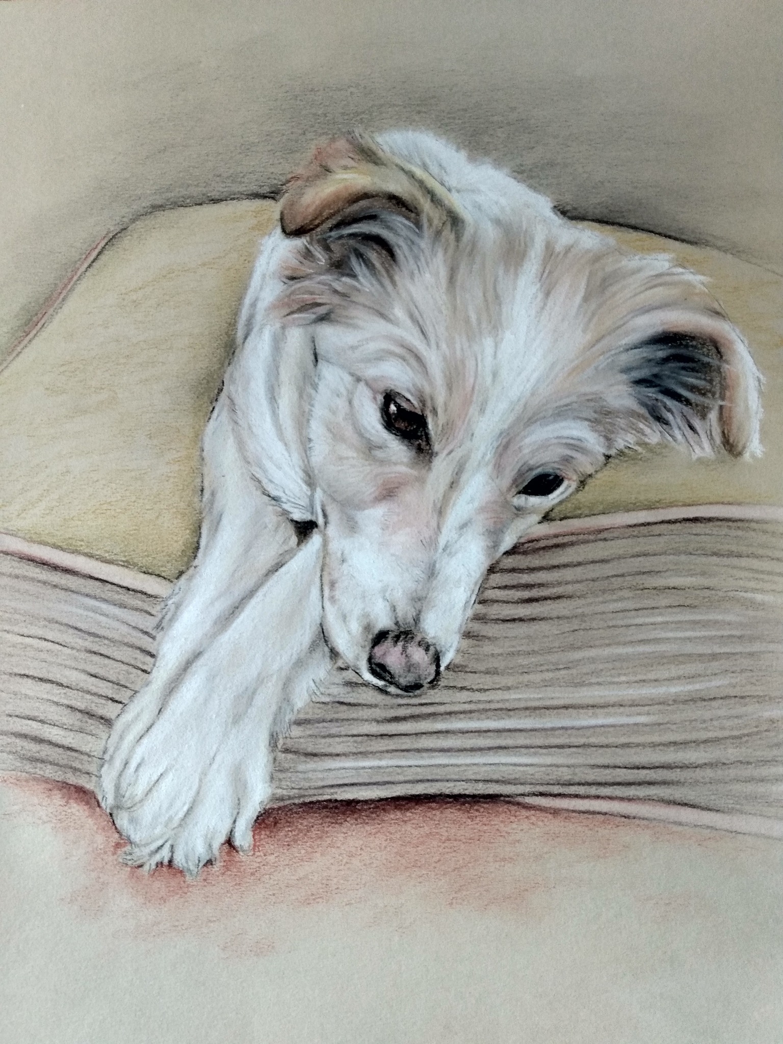 Sara's Pet Portraits