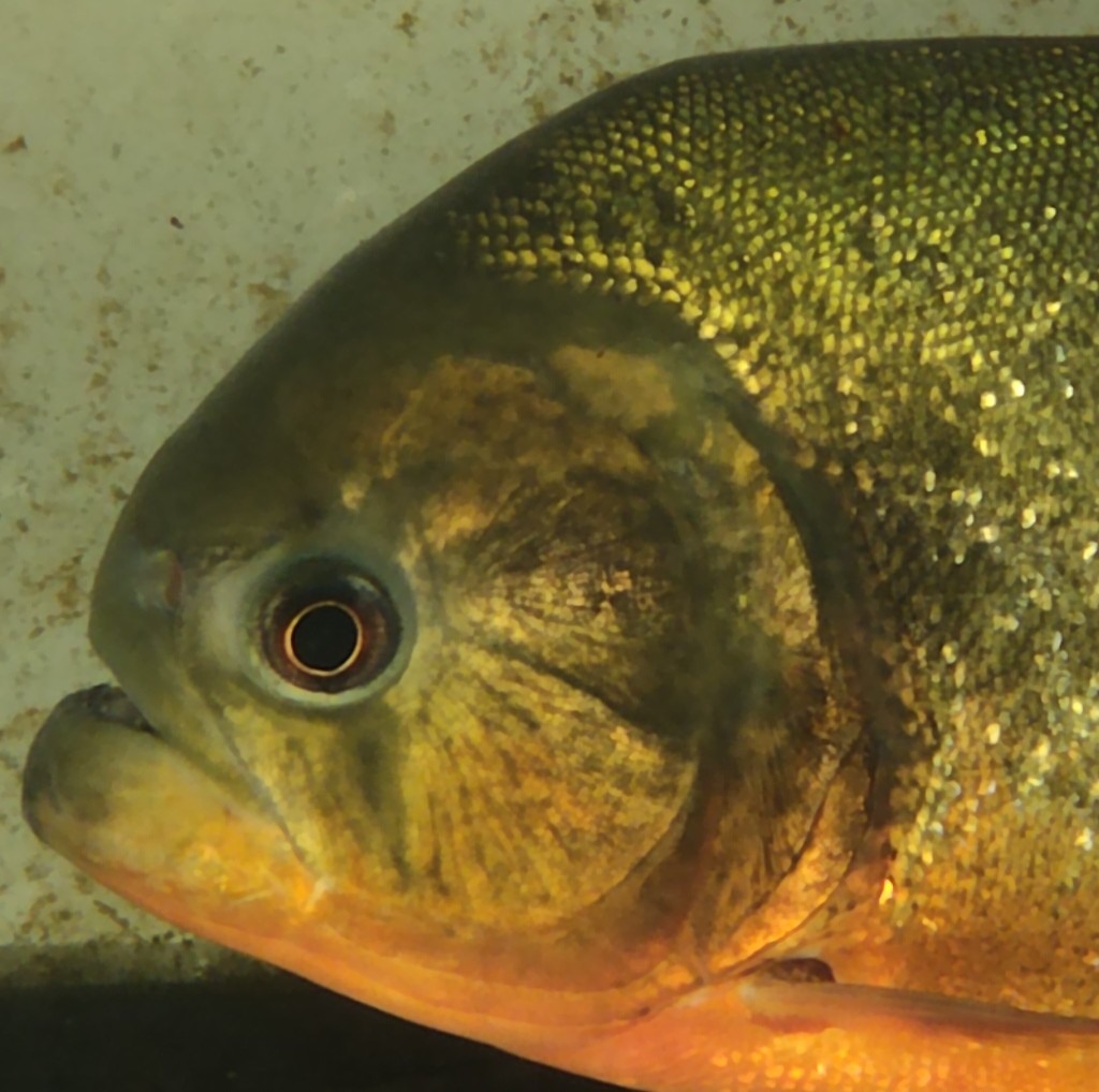George Fish