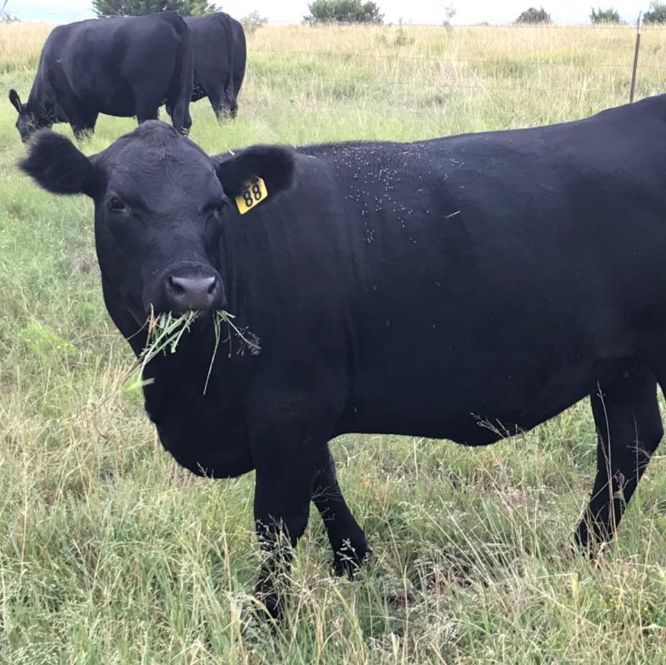 Cross T Ranch | Winters TX