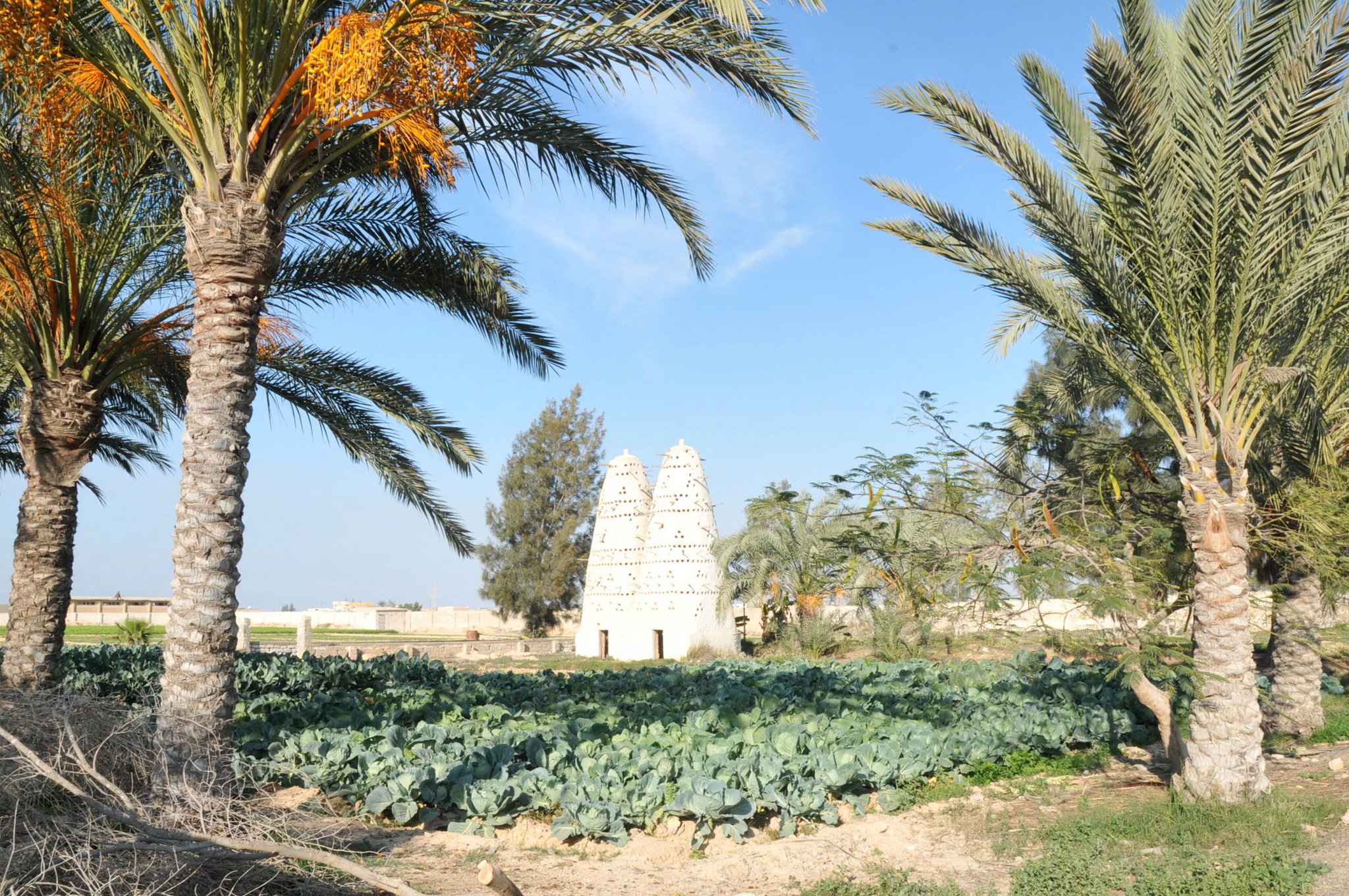 Al Sorat Farm | Abu Sir