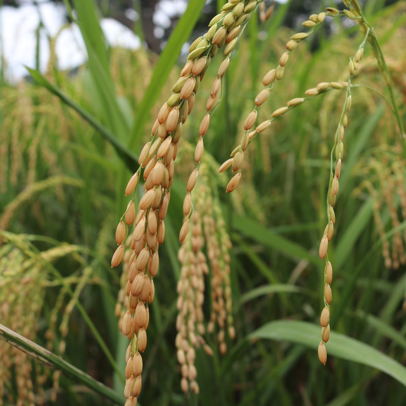 CLSU Special Purpose Rice | Muñoz
