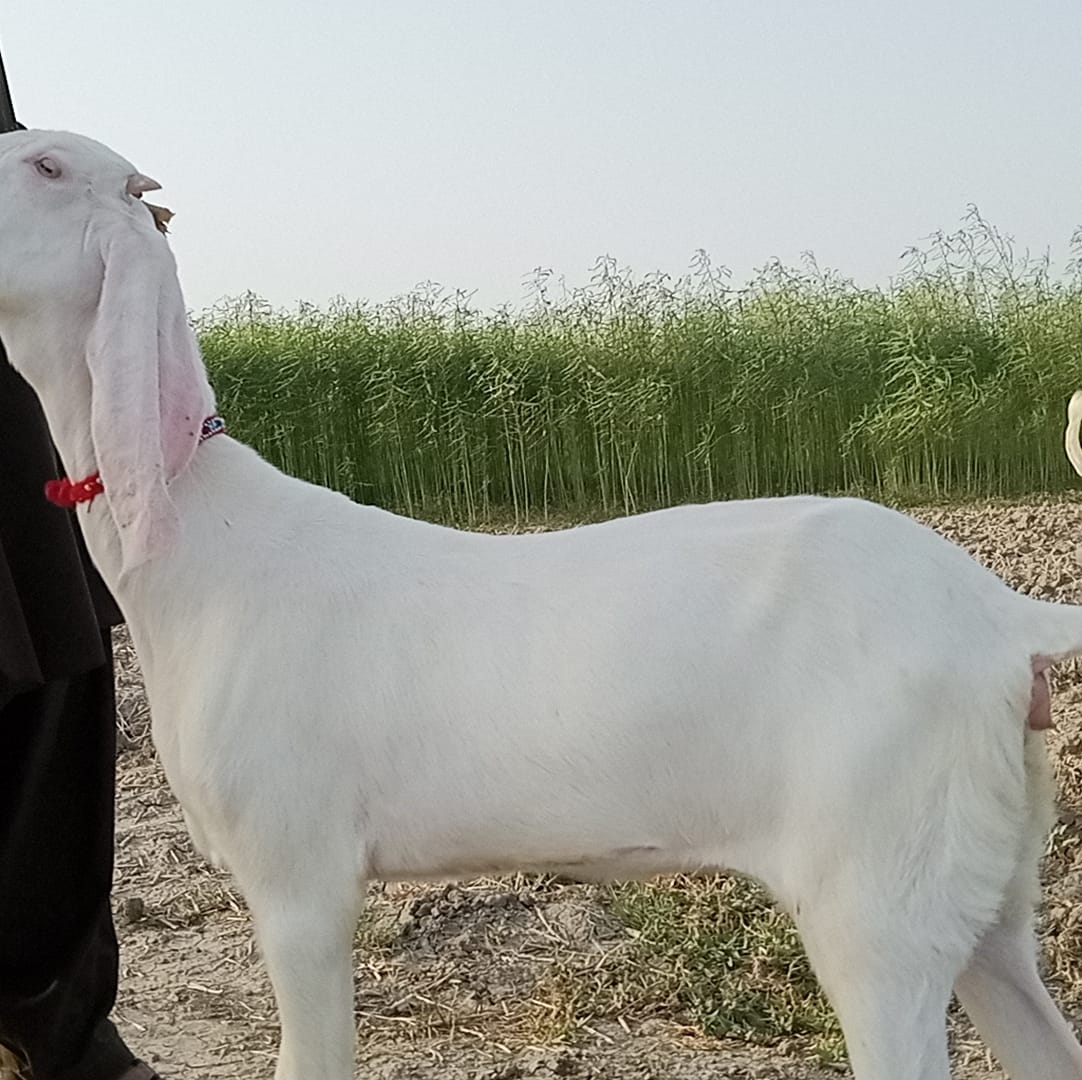 Ahsaan goat farm | Dera Ghazi Khan