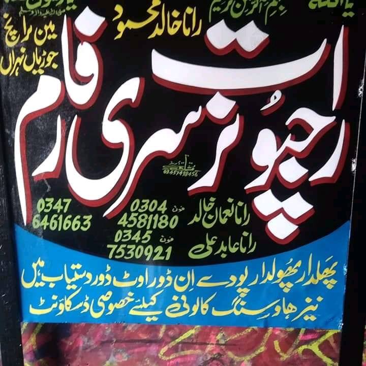 Rajpoot Nursury Fram | Patoki