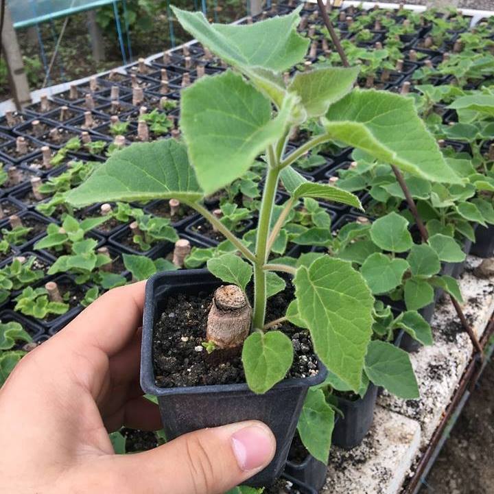 [ PROMO ] Rasaduri... - Paulownia Seminte Goji Mimosa Pudica | Facebook