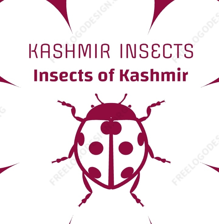 Kashmir Insects