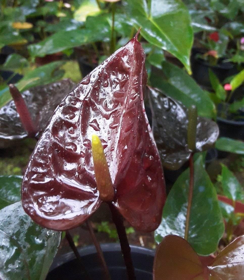 Surangi plant | Gampaha
