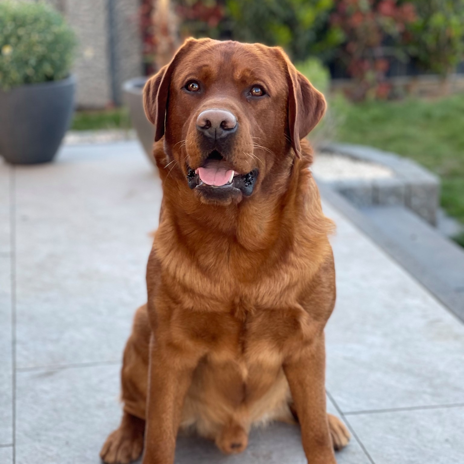 Labrador Deckrüde Bob Marley od Himalájského cedru | Dannstadt-Schauernheim