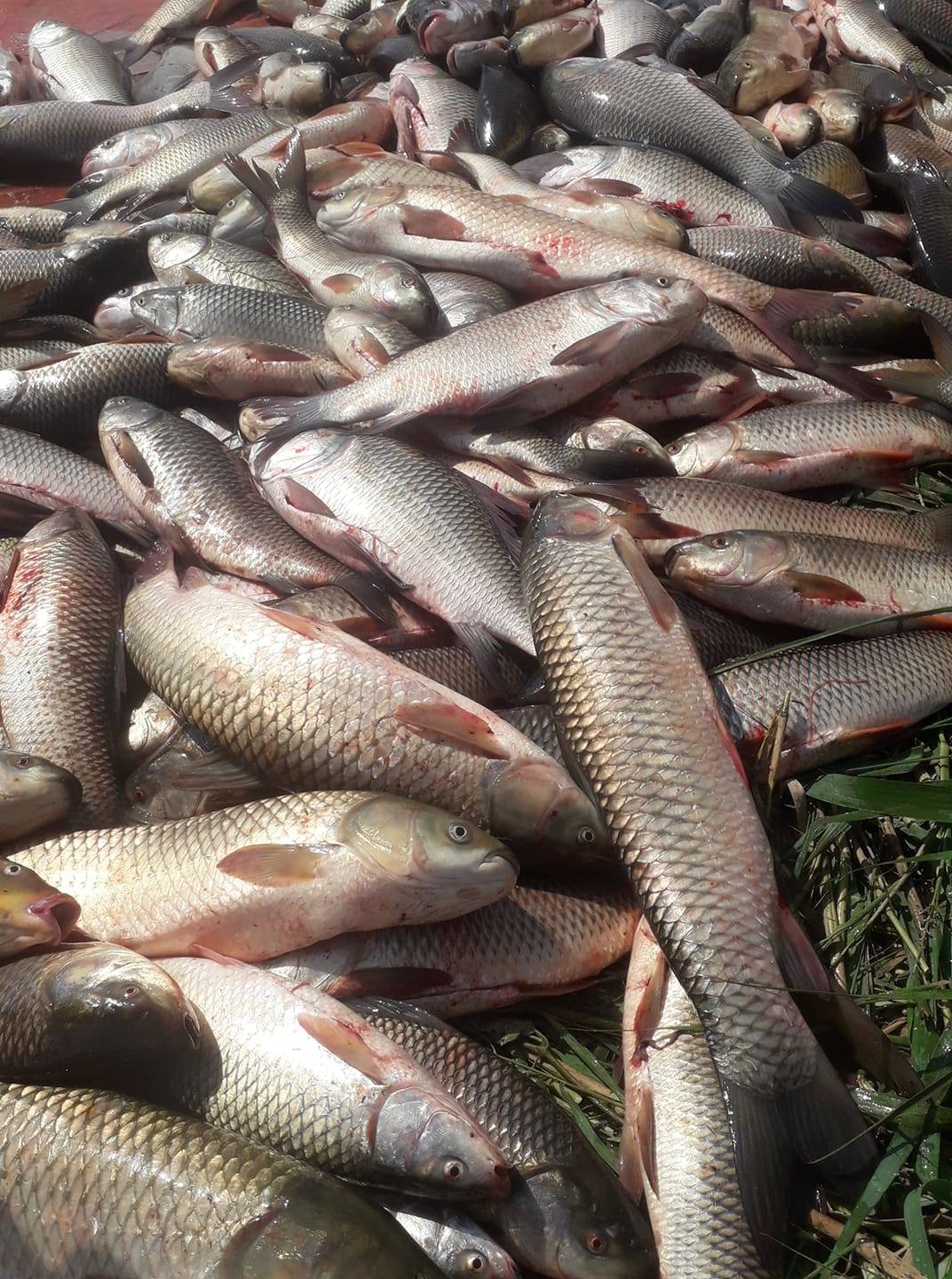 Haider Abrar Fish Forms