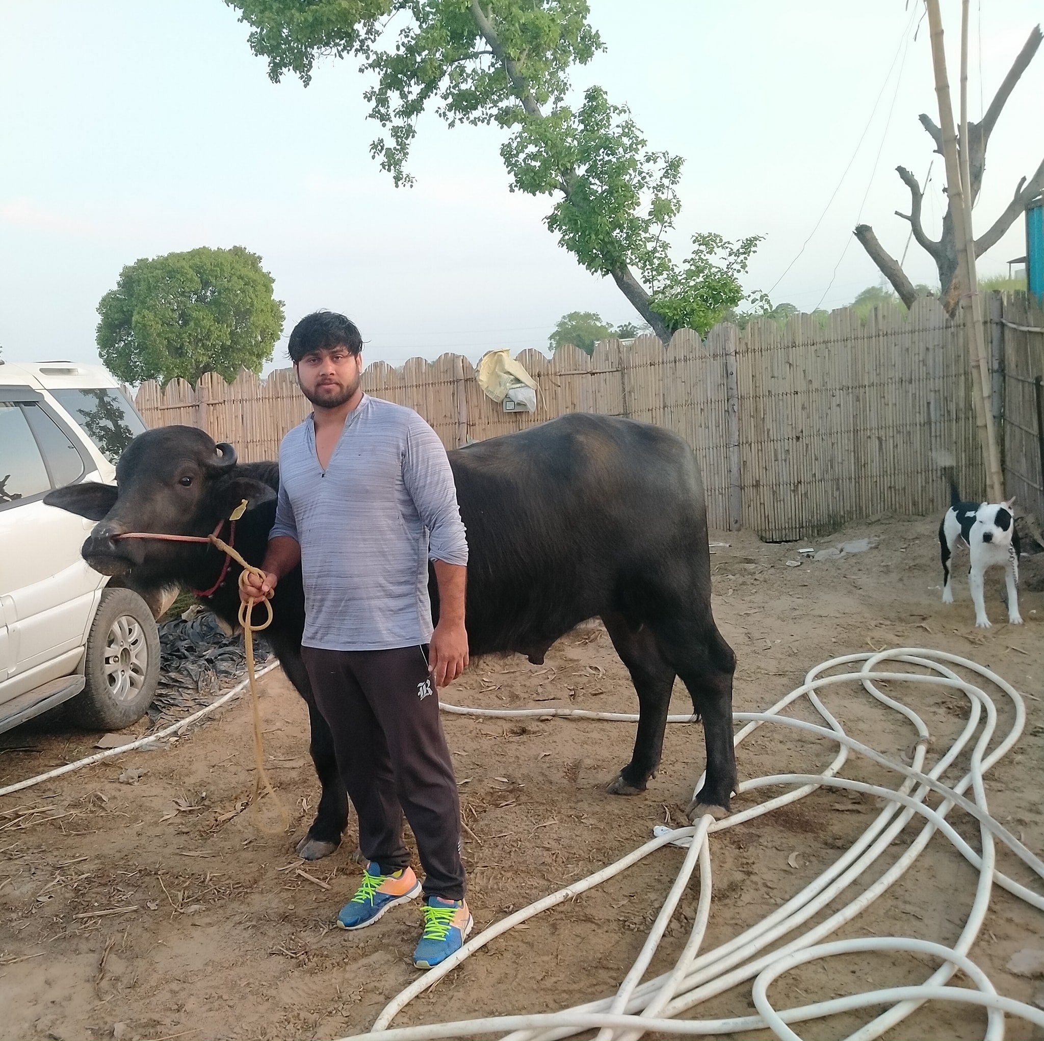 Dharmvir foji dairy farm