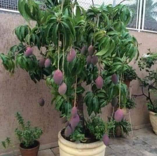 Pattoki Plants and Nusery Farm