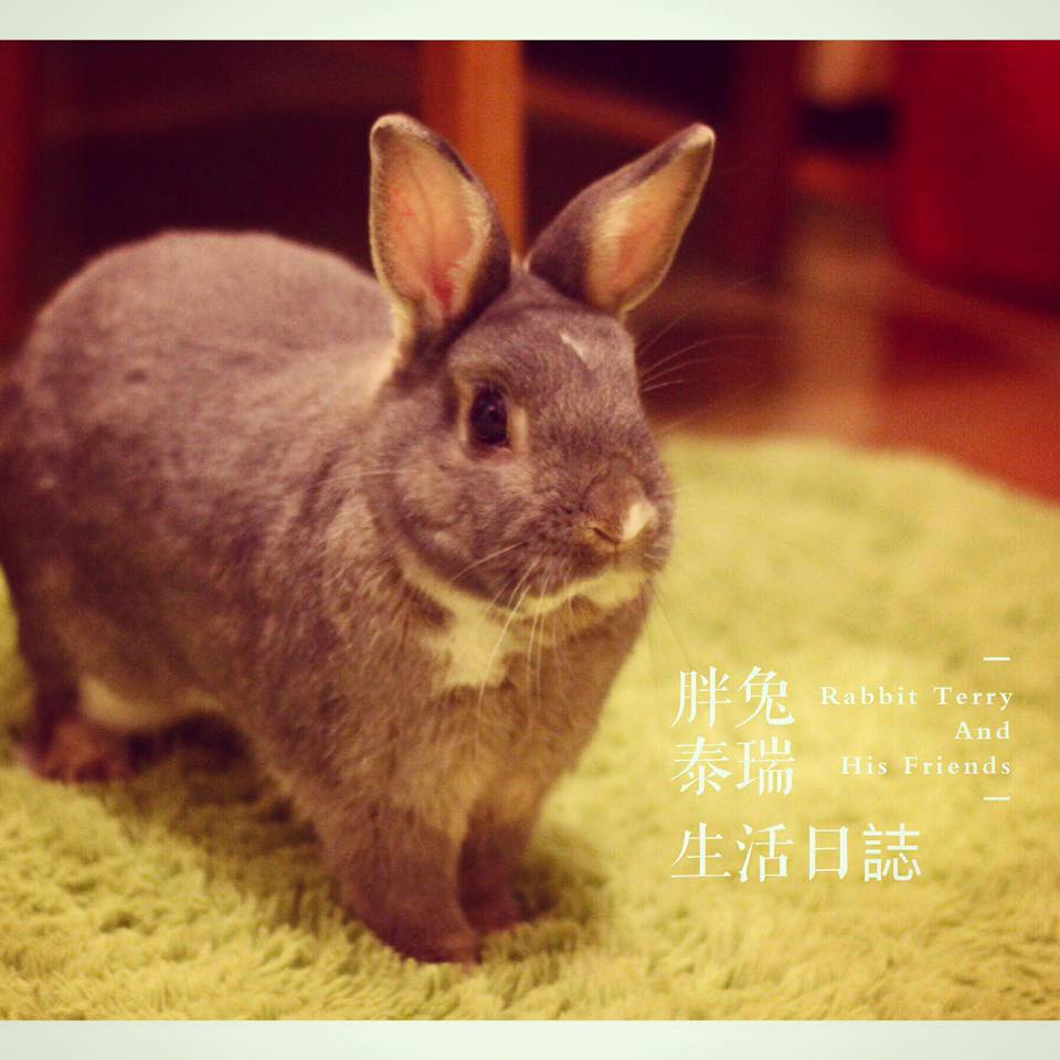 胖兔泰瑞生活日誌 Rabbit Terry & His friends