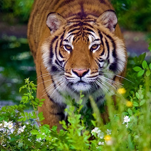 Chestatee Wildlife Preserve & Zoo