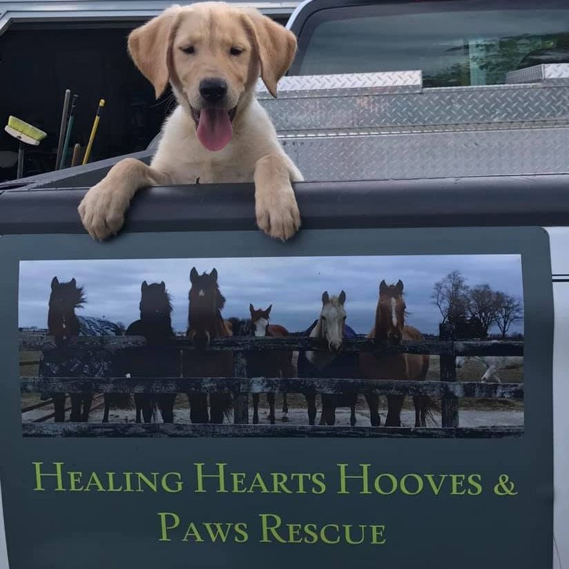 The girls are halfway... - Healing Hearts, Hooves and Paws | Facebook