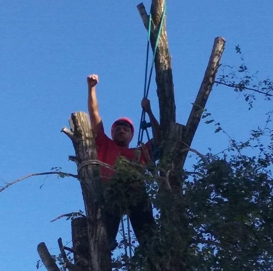 Action Tree Service | Des Moines IA
