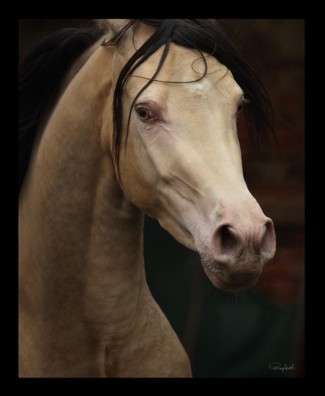 Stephen Rasche-Hilpert EQUIDOGRAPHIEN