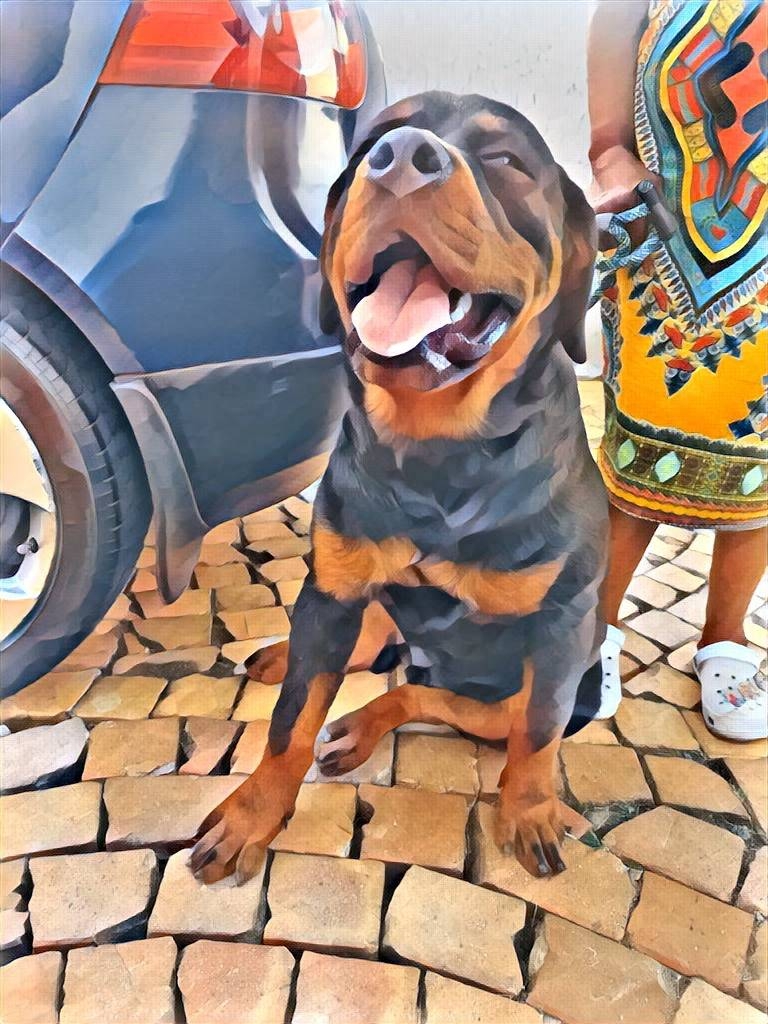 Von Dutches Rottweilers | Springs