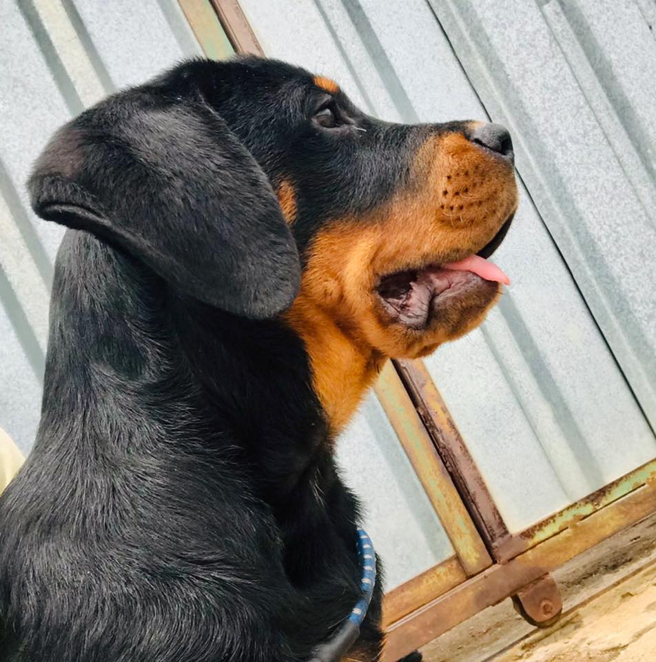 Shaka The Rottweiler