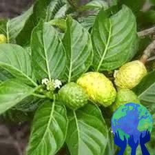 Online Sinhala Beheth Badu Veladasela සිංහල බෙහෙත් බඩු වෙළඳසැල