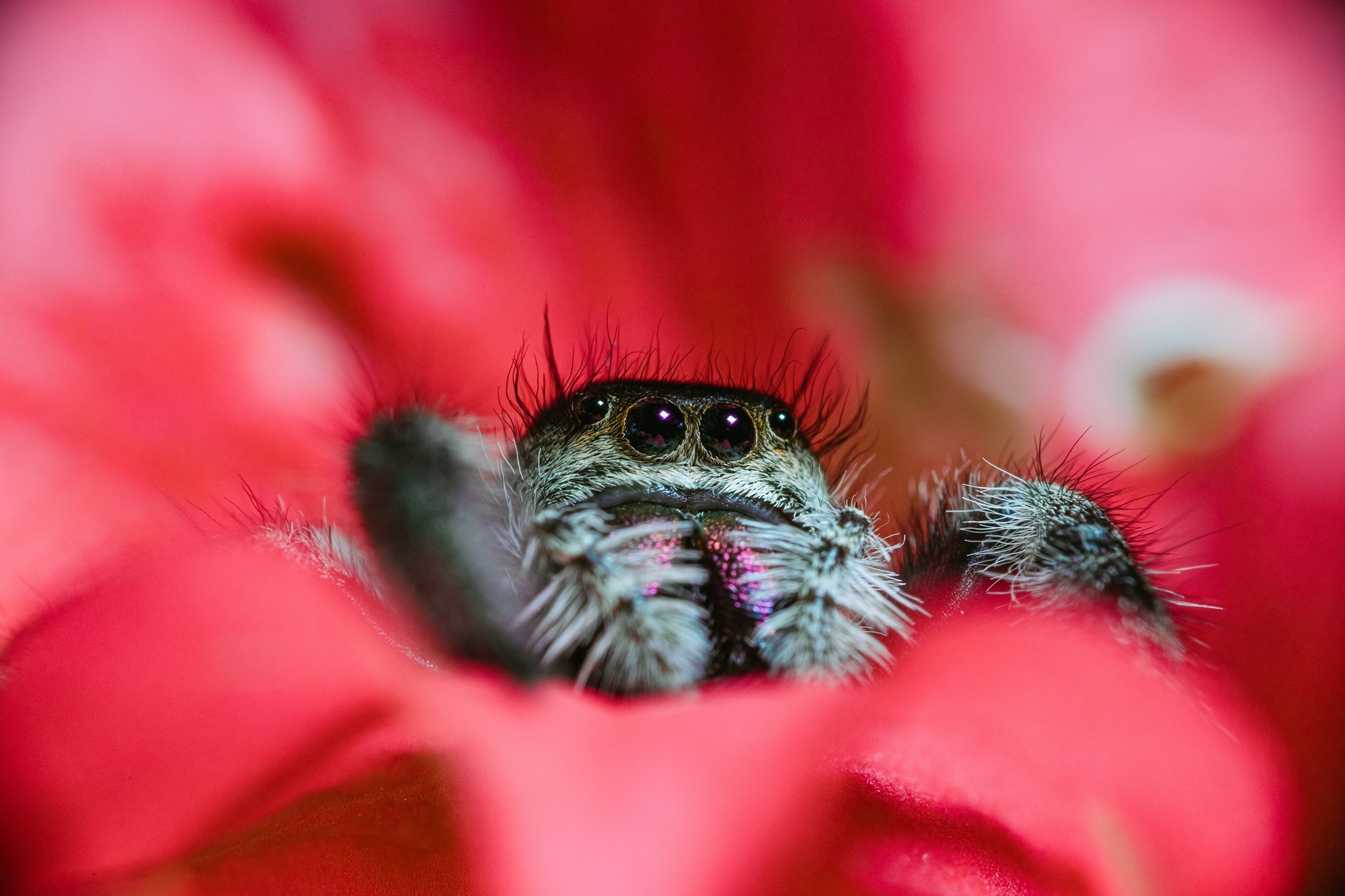 A close-up of a jumping spider.