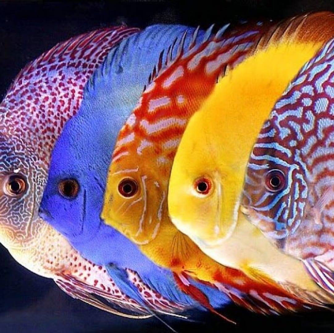 Acquari Neocaridine e pesci tropicali